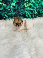 Coco, a female Pomeranian for sale in Middlebury, IN – 2 of 8