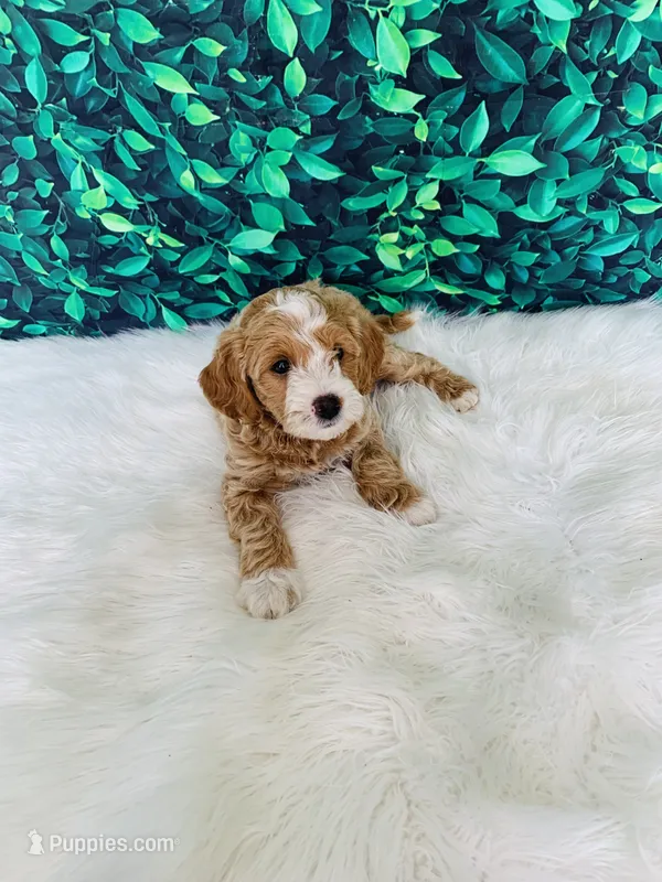Amara F1B  – Miniature Goldendoodle puppy for sale in Middlebury, IN