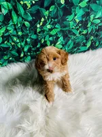 Finn, a male Maltipoo for sale in Middlebury, IN – 5 of 6