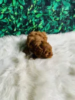 Princess , a female Maltipoo for sale in Middlebury, IN – 1 of 6