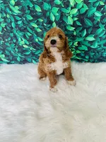 Jack F1B , a male Miniature Goldendoodle for sale in Middlebury, IN – 4 of 6
