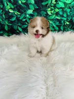 Jack, a male Pomeranian for sale in Middlebury, IN – 4 of 6