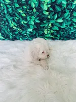 Snowflake F1B , a female Miniature Goldendoodle for sale in Middlebury, IN – 5 of 5