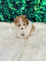 Jack, a male Pomeranian for sale in Middlebury, IN – 5 of 6