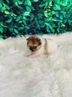 Coco, a female Pomeranian for sale in Middlebury, IN – 8 of 8
