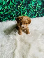 Finn, a male Maltipoo for sale in Middlebury, IN – 3 of 6