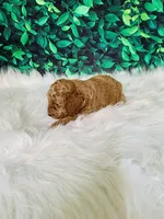 Ollie, a male Poodle - Miniature  for sale in Middlebury, IN – Photo 5 of 9