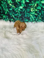 Ollie, a male Poodle - Miniature  for sale in Middlebury, IN – Photo 9 of 9