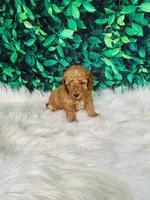 Ollie, a male Poodle - Miniature  for sale in Middlebury, IN – Photo 4 of 9