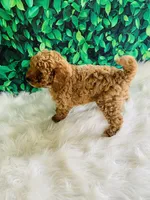 Ollie, a male Poodle - Miniature  for sale in Middlebury, IN – Photo 1 of 9