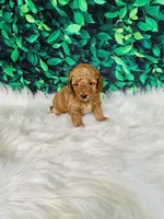 Ollie, a male Poodle - Miniature  for sale in Middlebury, IN – Photo 6 of 9