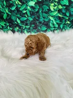 Ollie, a male Poodle - Miniature  for sale in Middlebury, IN – Photo 8 of 9
