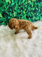 Ollie, a male Poodle - Miniature  for sale in Middlebury, IN – Photo 2 of 9