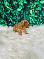 Ollie, a male Poodle - Miniature  for sale in Middlebury, IN – Photo 7 of 9