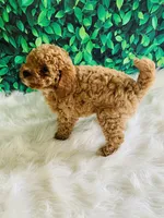 Ollie, a male Poodle - Miniature  for sale in Middlebury, IN – Photo 3 of 9
