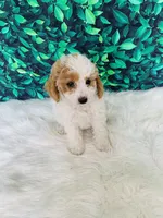 Zoey F1B , a female Miniature Goldendoodle for sale in Middlebury, IN – 2 of 4