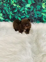 Teddy, a male Pomeranian for sale in Middlebury, IN – 3 of 6