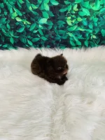 Teddy, a male Pomeranian for sale in Middlebury, IN – 6 of 6