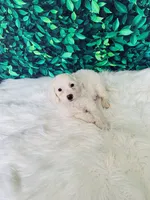 Snowflake F1B , a female Miniature Goldendoodle for sale in Middlebury, IN – 4 of 5