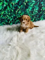 Finn, a male Maltipoo for sale in Middlebury, IN – 1 of 6