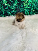 Coco, a female Pomeranian for sale in Middlebury, IN – 6 of 8