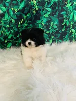 Princess, a female Pomeranian for sale in Middlebury, IN – Photo 4 of 6