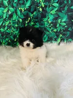 Princess, a female Pomeranian for sale in Middlebury, IN – Photo 1 of 6