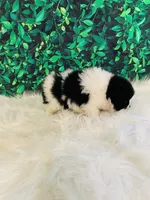 Princess, a female Pomeranian for sale in Middlebury, IN – Photo 5 of 6