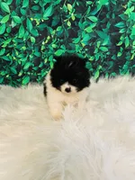 Princess, a female Pomeranian for sale in Middlebury, IN – Photo 2 of 6