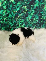 Princess, a female Pomeranian for sale in Middlebury, IN – Photo 6 of 6