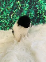 Princess, a female Pomeranian for sale in Middlebury, IN – Photo 3 of 6