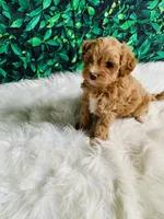 Lily, a female Maltipoo for sale in Middlebury, IN – 4 of 5
