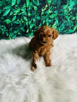 Princess , a female Maltipoo for sale in Middlebury, IN – 2 of 6