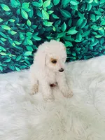 Lily F1B , a female Miniature Goldendoodle for sale in Middlebury, IN – 3 of 6