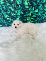 Lily F1B , a female Miniature Goldendoodle for sale in Middlebury, IN – 2 of 6