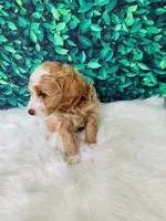 Amara F1B , a female Miniature Goldendoodle for sale in Middlebury, IN – 3 of 5