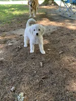 Snowflake F1B , a female Miniature Goldendoodle for sale in Middlebury, IN – 1 of 6