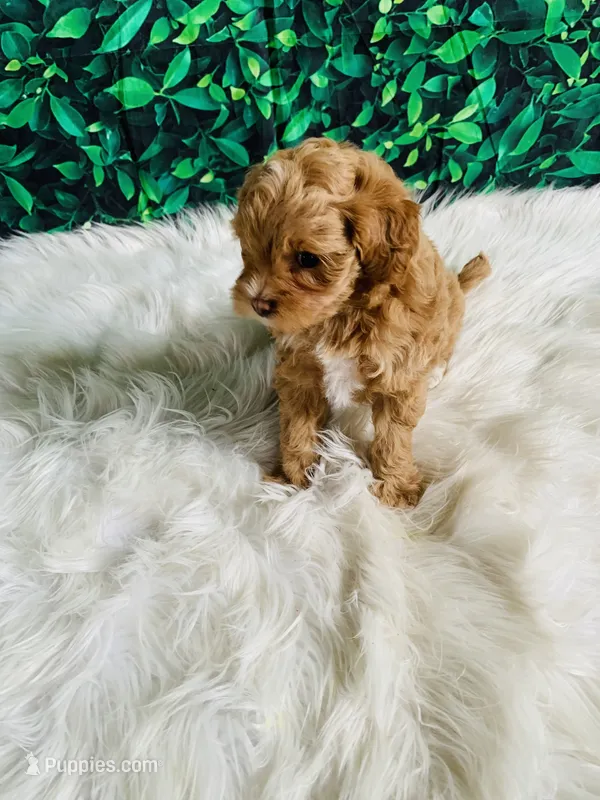 Lily – Maltipoo puppy for sale in Middlebury, IN