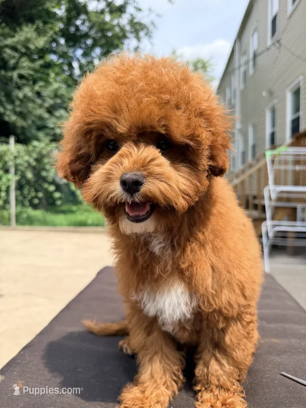 Pepina – Poodle - Miniature  puppy for sale in Queens, NY