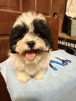 Teddy Bear 2, a male Shihpoo for sale in Queens, NY – Photo 1 of 4