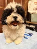 Teddy Bear 2, a male Shihpoo for sale in Queens, NY – Photo 2 of 4