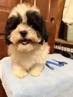 Teddy Bear 2, a male Shihpoo for sale in Queens, NY – Photo 4 of 4