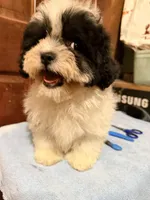 Teddy Bear 2, a male Shihpoo for sale in Queens, NY – Photo 3 of 4