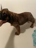 Tata, a female English Bulldog for sale in Queens, NY – Photo 2 of 3