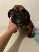 Tata, a female English Bulldog for sale in Queens, NY – Photo 3 of 3