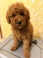 Rojo , a male Miniature Goldendoodle for sale in Queens, NY – Photo 2 of 2