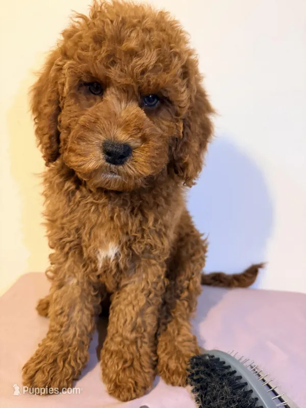 Rojo  – Miniature Goldendoodle puppy for sale in Queens, NY