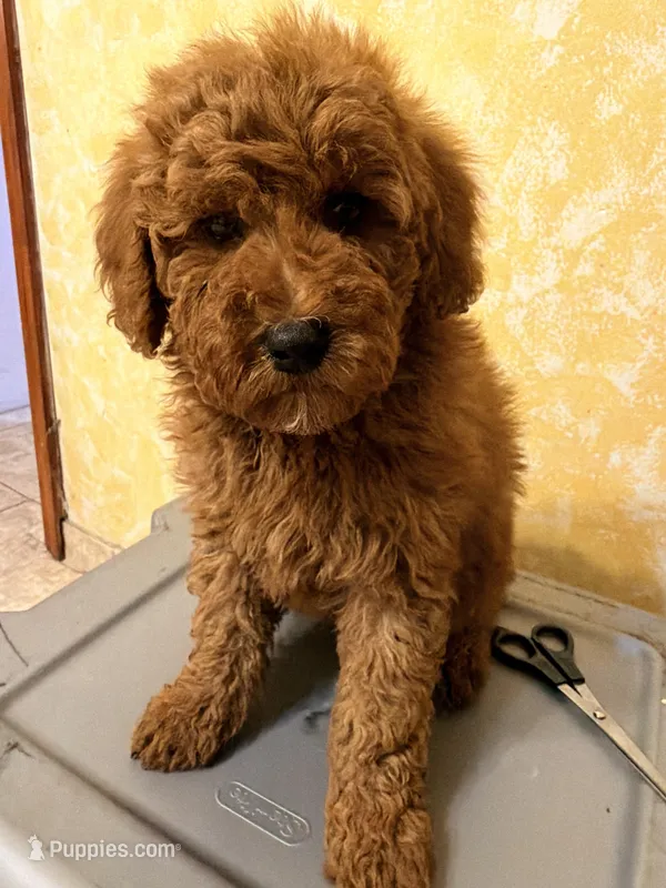 Rojo  – Miniature Goldendoodle puppy for sale in Queens, NY