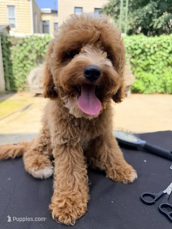 Lola is Back  – Cockapoo puppy for sale in Queens, NY