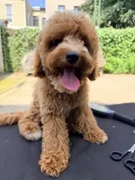 Lola is Back , a female Poodle - Miniature  for sale in Queens, NY – 1 of 3